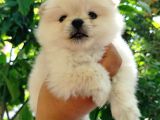 Ayıcık Suratlı Pomeranian Yavruları