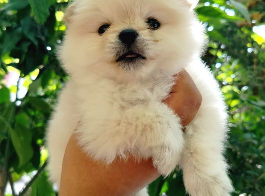 Ayıcık Suratlı Pomeranian Yavruları görsel