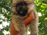 Ayıcık Suratlı Pomeranian Yavruları