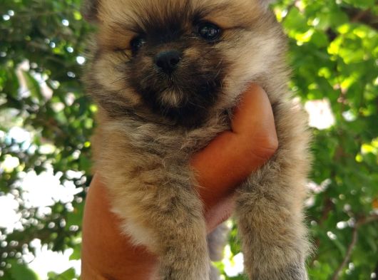 Ayıcık Suratlı Pomeranian Yavruları görsel