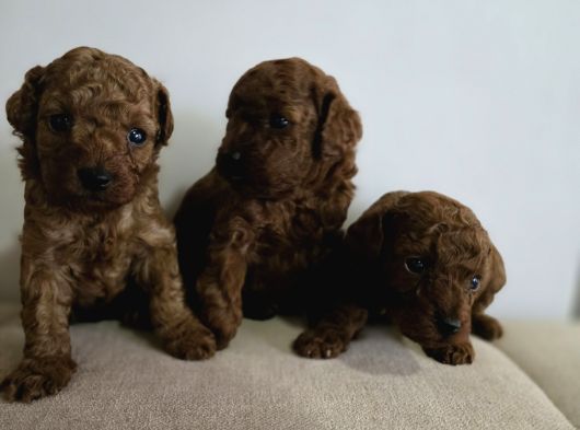 Teacup Anne Yanından Redbrown Yavrular görsel