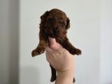 Teacup Anne Yanından Redbrown Yavrular