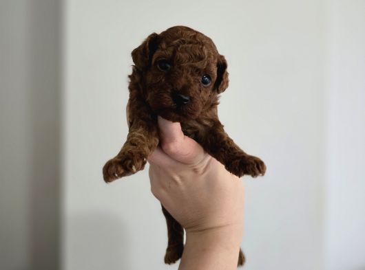 Teacup Anne Yanından Redbrown Yavrular görsel