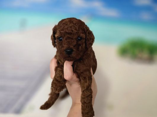 Teacup Anne Yanından Redbrown Yavrular görsel