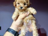 Çok Özel Tea Cup Poodle Yavrularimiz