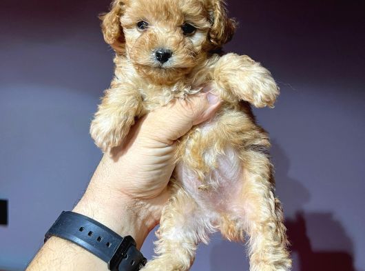 Çok Özel Tea Cup Poodle Yavrularimiz görsel