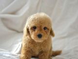 MİNİ MİNİ MALTİPOO BEBEKLER
