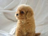 Mi̇ni̇ Mi̇ni̇ Malti̇poo Bebekler