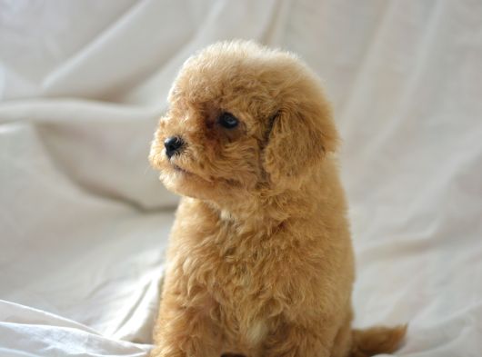 Mi̇ni̇ Mi̇ni̇ Malti̇poo Bebekler görsel
