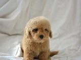 Mi̇ni̇ Mi̇ni̇ Malti̇poo Bebekler