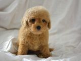 Mi̇ni̇ Mi̇ni̇ Malti̇poo Bebekler