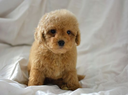 Mi̇ni̇ Mi̇ni̇ Malti̇poo Bebekler görsel