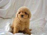 Mi̇ni̇ Mi̇ni̇ Malti̇poo Bebekler