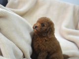 TOY POODLEE BEBEKLER