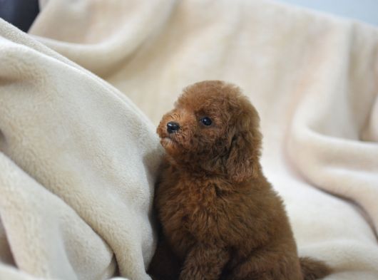 Toy Poodlee Bebekler
