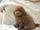 Toy Poodlee Bebekler