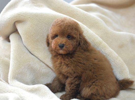 Toy Poodlee Bebekler görsel
