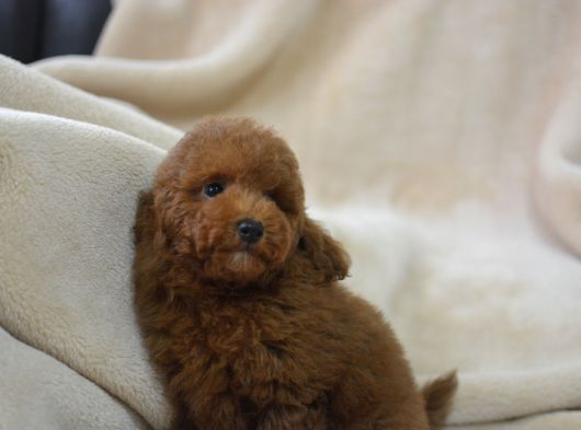 Toy Poodlee Bebekler görsel