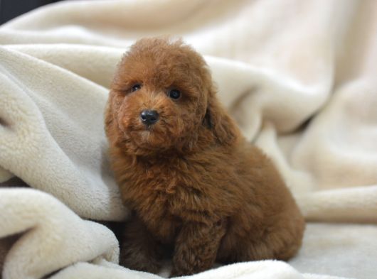 Toy Poodlee Bebekler görsel