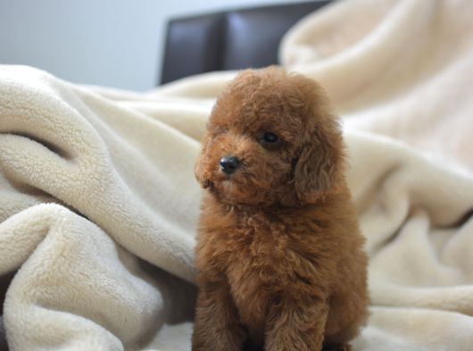 Toy Poodlee Bebekler görsel