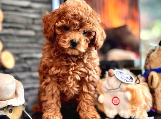 Red Brown Toy Poodle Bebeklerimiz görsel