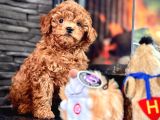 Red Brown Toy Poodle Bebeklerimiz