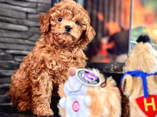Red Brown Toy Poodle Bebeklerimiz