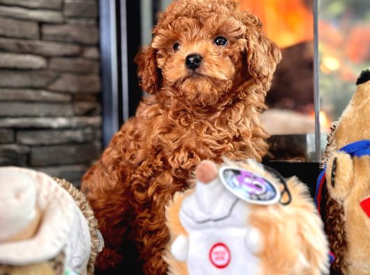 Red Brown Toy Poodle Bebeklerimiz görsel