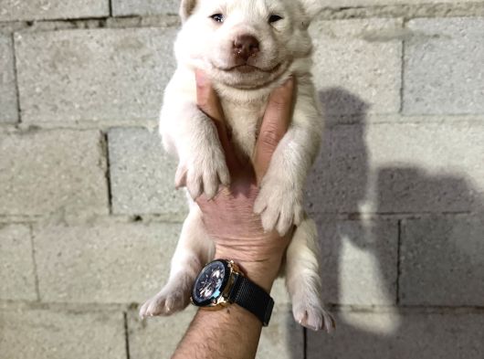 Özel Irk Alaska Malamudu görsel