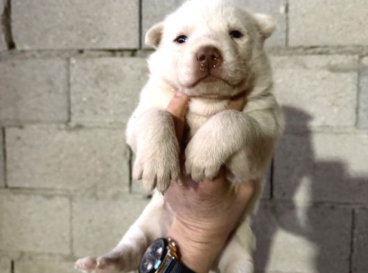 Özel Irk Alaska Malamudu görsel
