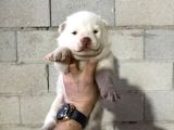 Özel Irk Alaska Malamudu