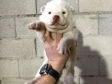 Özel ırk Alaska MALAMUDU