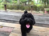 Zümrüt Siyahı Poodle Yavrular