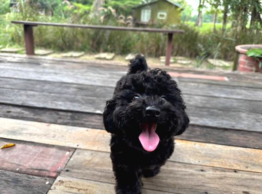 Zümrüt Siyahı Poodle Yavrular görsel