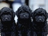 Zümrüt Siyahı Poodle Yavrular