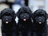 Zümrüt siyahı Poodle Yavrular