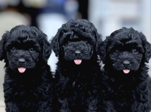 Zümrüt Siyahı Poodle Yavrular