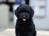Zümrüt Siyahı Poodle Yavrular