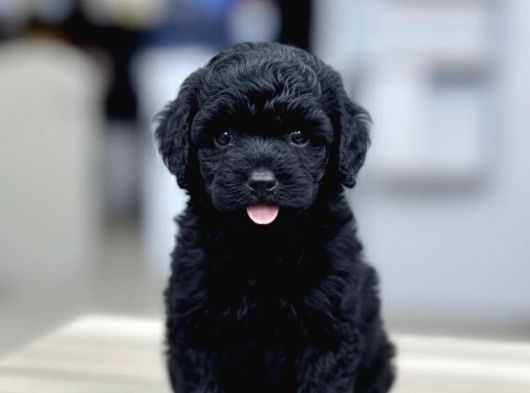 Zümrüt Siyahı Poodle Yavrular görsel