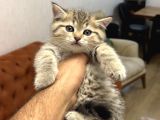 A KALİTE BRİTİSH SHORTHAİR GOLDEN TABBY