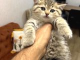 A Kali̇te Bri̇ti̇sh Shorthai̇r Golden Tabby