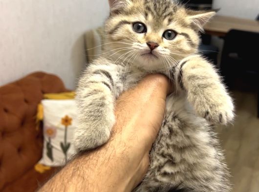 A Kali̇te Bri̇ti̇sh Shorthai̇r Golden Tabby görsel