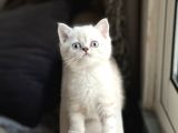 Sevi̇mli̇ Surat Bri̇ti̇sh Shorthai̇r Yavrum