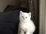 Sevi̇mli̇ Surat Bri̇ti̇sh Shorthai̇r Yavrum