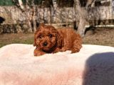 Red Brown Maltipoo Yavru