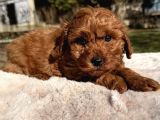 Red brown maltipoo yavru