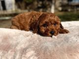 Red Brown Maltipoo Yavru