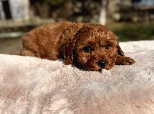 Red Brown Maltipoo Yavru görsel