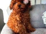 Afrodit Güzelliğiyle Red Toy Poodle Yavrumuz