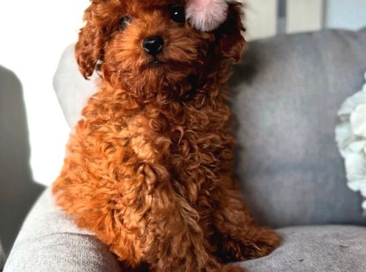 Afrodit Güzelliğiyle Red Toy Poodle Yavrumuz görsel